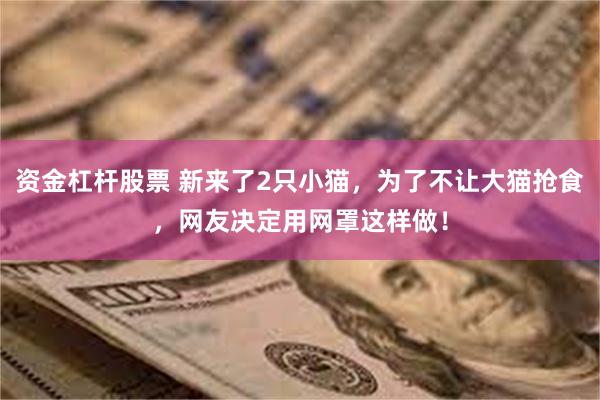 资金杠杆股票 新来了2只小猫，为了不让大猫抢食，网友决定用网罩这样做！
